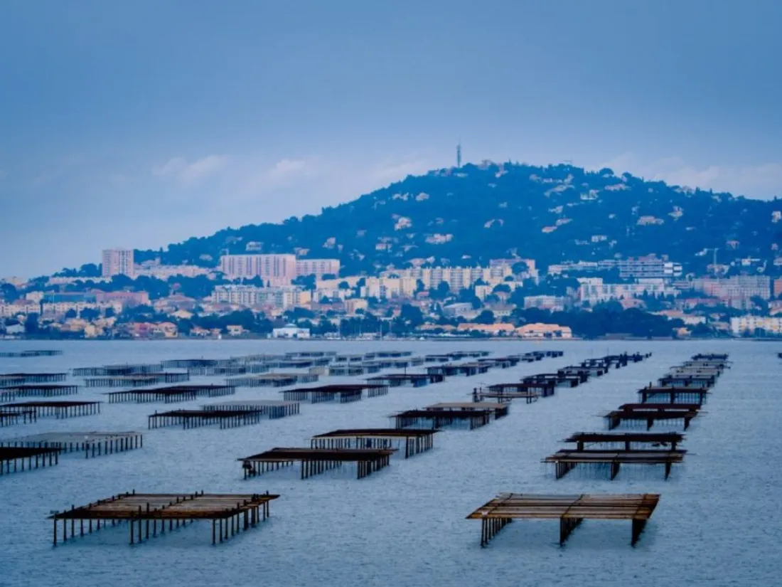 Les parcs à huître du bassin de Thau.